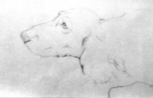 Hundekopf
