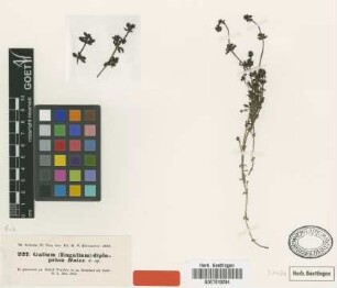 Galium diploprion Boiss. [isotype]