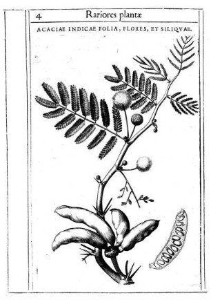 Acaciae Indicae Folia, Flores, Et Siliqvae.
