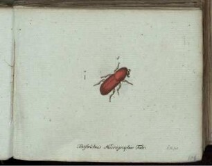 Bostrichus Micrographus Fabr. [bis] Phryganca reliculata Fabr.