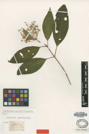Graffenrieda moritziana Triana [syntype]