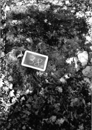 Grabstein 38 (Index: 100090637) Material: Sandstein Maße HxBxT: 0x0x0 cm Beschreibung: Fragment: Grabstein 38