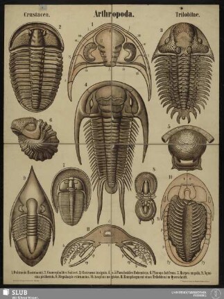 Tafel 30: Arthropoda : Crustacea : Trilobitae