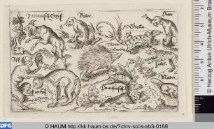 Verschiedene Tiere, darunter Affe und Meerkatze