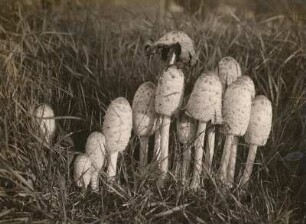 Leipzig. Schopf-Tintling (Coprinus comatus)