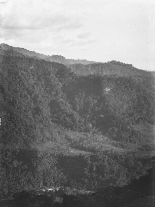 Vegetationsansicht : Vegetation an einem Berghang
