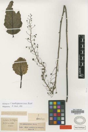Verbascum xanthophoeniceum Griseb.