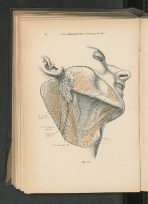 Fig. 182. Obere Halsgegend nach Abtragung der Haut.