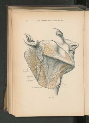 Fig. 182. Obere Halsgegend nach Abtragung der Haut.