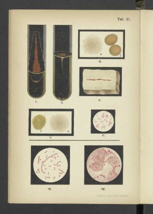 Tab. 21 Bacterium latericium. - Bacterium haemorrhagicum