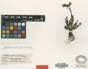 Hieracium magellanicum Sch.Bip. [type]