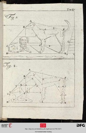 Tab. II [Zwei Hunde (Komposition; Proportionen)]