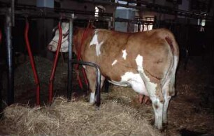 Fotografie: Milchviehhaltung, Stallsystem, Anbindestall, Einstreu, Anbindevorrichtung