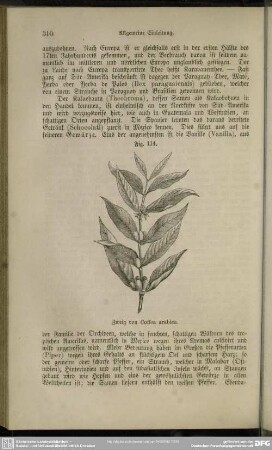 Fig. 114. Zweig von Coffea arabica
