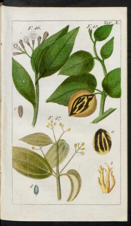 Taf. X. F. 45. F. 47.
