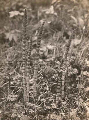 Pannewitz. Gruppe von jungen Halmen des Riesen-Schachtelhalms (Equisetum telmateia EHRH.)