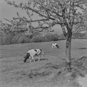 Frühling bei Mehltheuer : Landschaft bei Mehltheuer