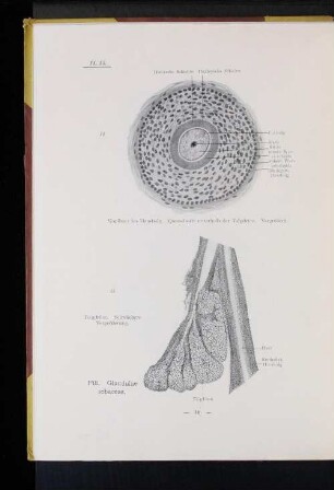 Pili. Glandulae sebaceae.