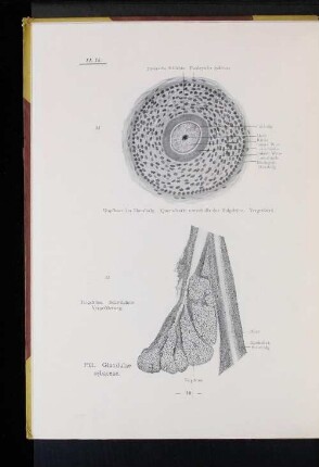 Pili. Glandulae sebaceae.