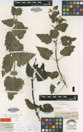 Lamium striatum Sibth. & Sm. var. Griseb. glabratum[lectotype]