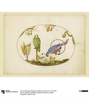 Papageien, Blatt LXVII