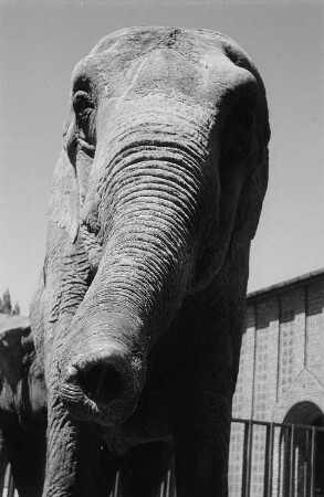 Elefant im Zoo