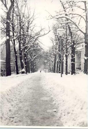 Allee, winterlicher Blick nach Süden. Detmold. 18.Februar 1969