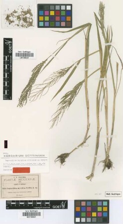 Leptochloa aquatica Scribn. & Merr. [isotype]