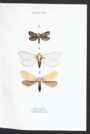 Plate XXV