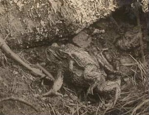 Erdkröte (Bufo bufo-Komplex) gepaart an Land