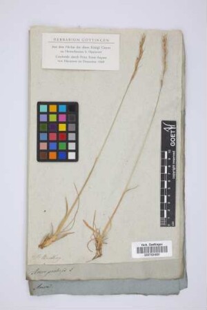 Avena pratensis L.
