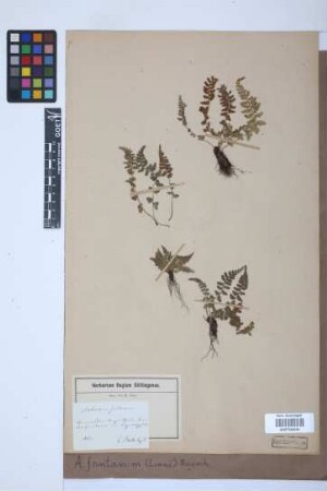 Asplenium fontanum (L.) Bernh.