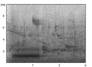 Kleinspecht | Dendrocopos minor - Trommeln