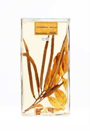 Tecoma castanifolia (D. Don.) Melch. aus Sansibar (Tansania)