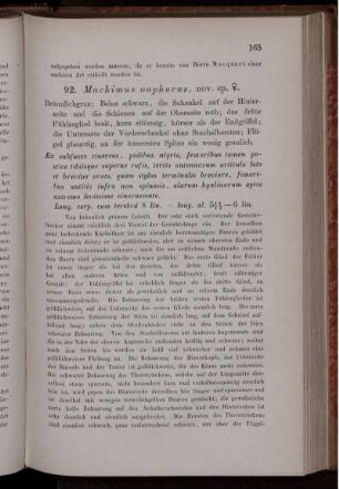 92. Machimus oophorus, nov. sp. [bis] 113. Amictus nobilis, nov. sp.
