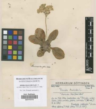 Primula auricula L.