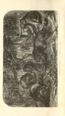 Elephants captured in a corral