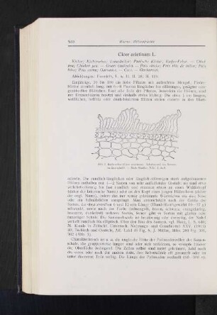 Cicer arietinum L. : Kicher; Kichererbse; Venuskicher; Punische Kicher; Kaffee-Erbse.