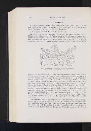 Cicer arietinum L. : Kicher; Kichererbse; Venuskicher; Punische Kicher; Kaffee-Erbse.