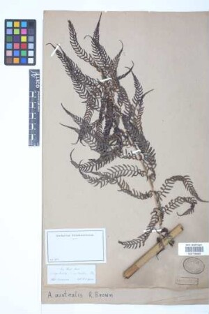 Alsophila australis R.Br.