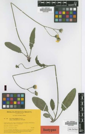 Hieracium schmidtii Tausch subsp. cochleariiforme Gottschl.[isotype]