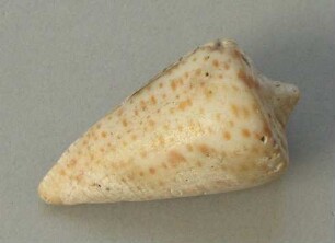 Schneckengehäuse