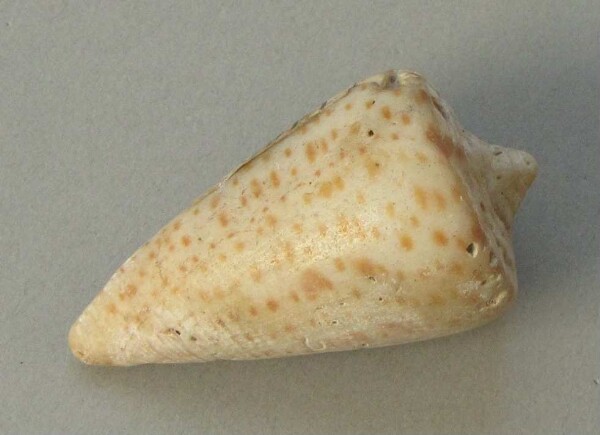 Snail shell