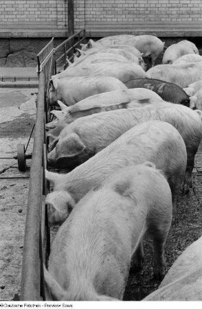 Schweine auf dem Hof eines Schlachthofs
