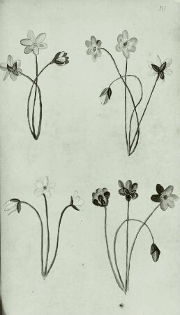 Gallus Luckius, Blumenbuch: Dreilappiges Leberblümchen - Hepatica nobilis L.