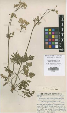Chaerophyllum hirsutum L. subsp. villarsii (Koch) Briq.