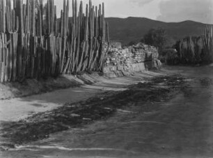 Kakteenpalisade : Straße, die von Kakteen umgeben ist.