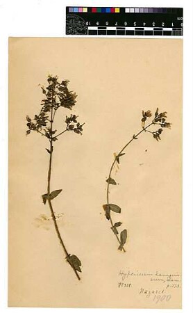 Hypericaceae Hypericum lanuginosum Lamarck, Jean-Baptiste Pierre Antoine de Monet de (1744 - 1829) [Nazareth, Nazaret]