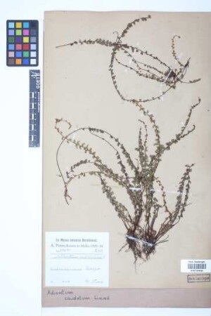 Adiantum caudatum L.