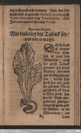 Das ander Capitel. Wie vielerley der Taback sey, und wie er wachse : ander Capitel. Wie vielerley der Taback sey, und wie er wachse